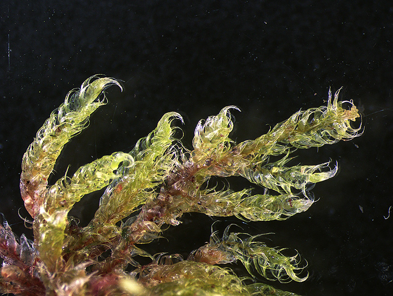 https://www.nzplants.auckland.ac.nz/en/about/mosses/native-species/sematophyllaceae/rhaphidorrhynchium-amoenum.html